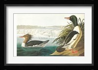 Goosander Fine Art Print