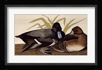 Scaup Duck Fine Art Print