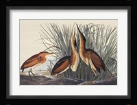 Least Bittern Fine Art Print