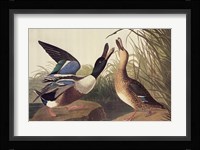 Shoveller Duck Framed Print