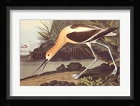 American Avocet Framed Print