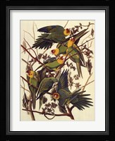 Carolina Parrot Framed Print