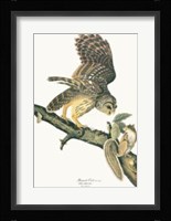 Barred Owl Fine Art Print