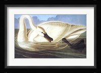 Trumpeter Swan Fine Art Print
