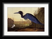 Blue Crane Or Heron Fine Art Print