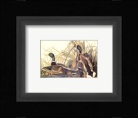 Mallard Duck Fine Art Print