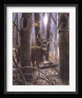 Woodland Sentry Fine Art Print