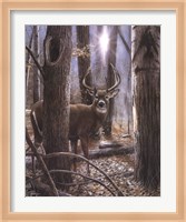 Woodland Sentry Fine Art Print