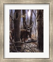 Woodland Sentry Fine Art Print