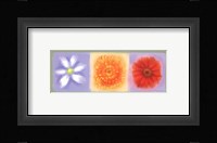 3 Flower Panel Framed Print