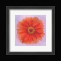 Red Dahlia Framed Print