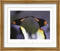 King Penguins Fine Art Print