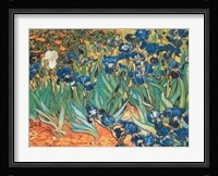 Iris Garden Fine Art Print