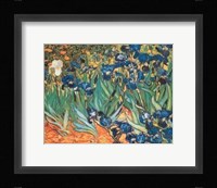 Iris Garden Fine Art Print