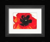 Poppy Fine Art Print