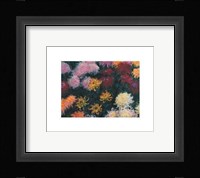 Chrysanthemum, 1897 Fine Art Print