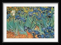 Garden Of Irises Fine Art Print
