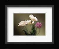 Tulips Fine Art Print