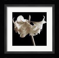 Amaryllis Fine Art Print