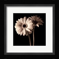 Gerber Daisies I Fine Art Print