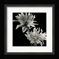 Dahlia Fine Art Print