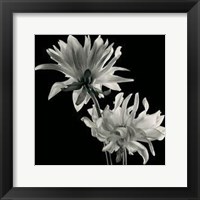 Dahlia Fine Art Print