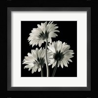 Gerber Daisies II Fine Art Print
