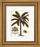 Palm and Crest II Fine Art Print
