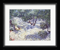 Olive Orchard Framed Print