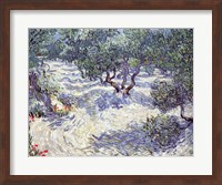 Olive Orchard Fine Art Print