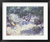 Olive Orchard Framed Print