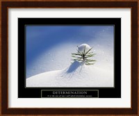 Determination - Little Pine Fine Art Print