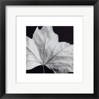 Leaf Fine Art Print