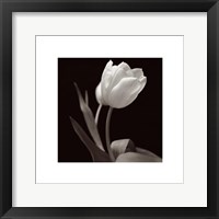 Tulip Fine Art Print
