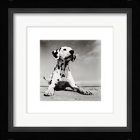 Dalmation Puppy Fine Art Print