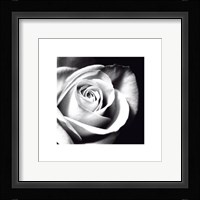 White Rose Fine Art Print