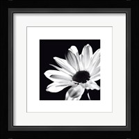 Chrysanthemum Fine Art Print