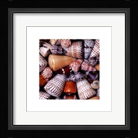 Cone Shells Fine Art Print