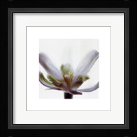 White Flower Fine Art Print