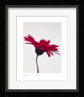 Gerbera, Bright Red On White Fine Art Print