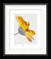 Gerbera, Bright Yellow On White Fine Art Print