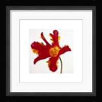 Parrot Tulip, Bright Red On White Fine Art Print