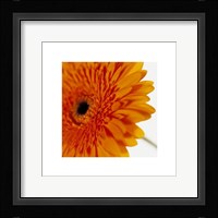 Gerbera, Deep Yellow On White Fine Art Print