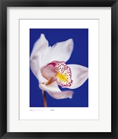 Orchid, Pure White On Reflex Blue Fine Art Print