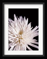 Chrysanthemum Fine Art Print