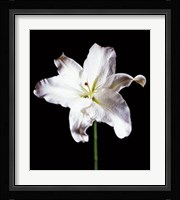 Lily Fine Art Print