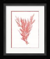 Sea Things II Framed Print