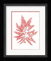 Sea Things III Framed Print