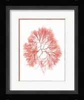 Sea Things IV Framed Print