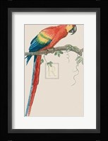 Aca Aracanga Fine Art Print